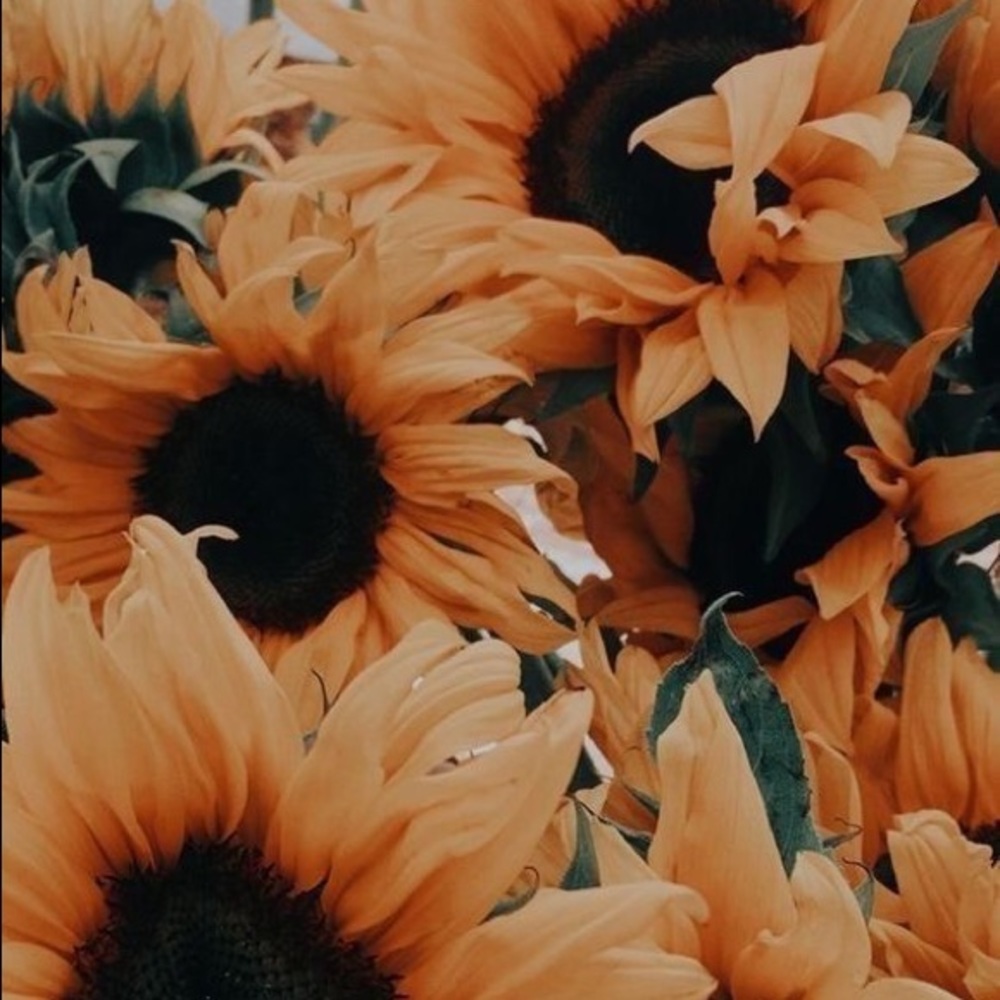 Meet your Posher, Emmy